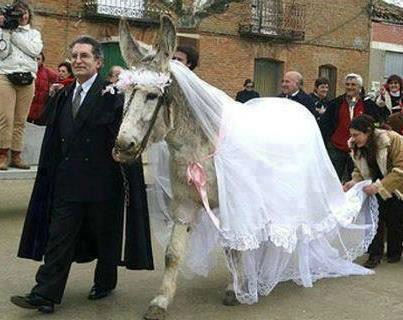 Marrying animals